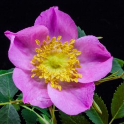 Wild Prairie Rose